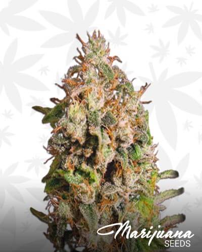 SweetCritical