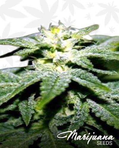 Sweetdawg