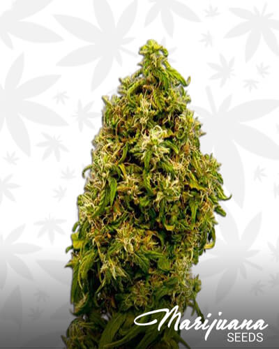 Swiss Dream CBD