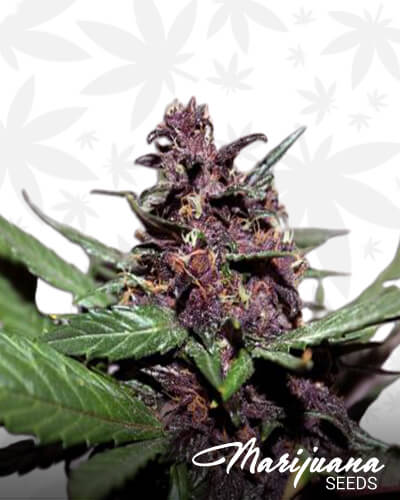 Swiss Dream Rosé Auto CBD