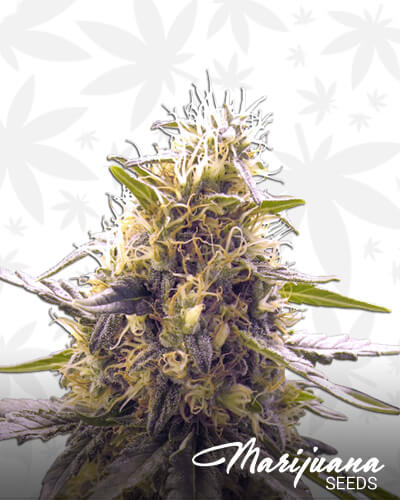 Swiss Miss x Skunk