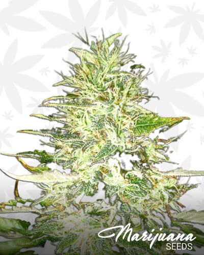 Swiss Skunk