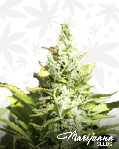 THC Autofloreciente