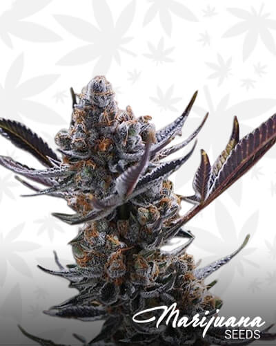 THC Bomb x Pre ‘98 Bubba Kush