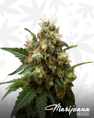 THC Bunker Buster
