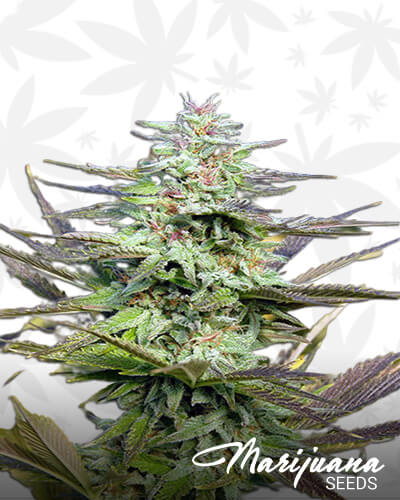THC Pro