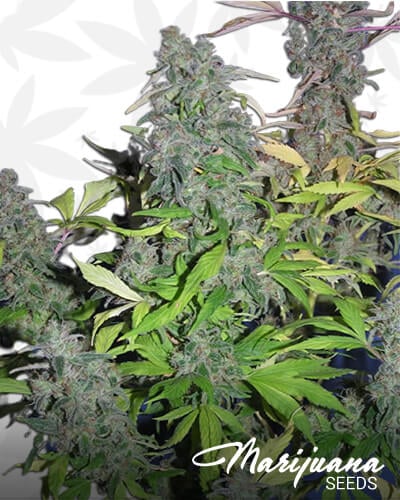 THC