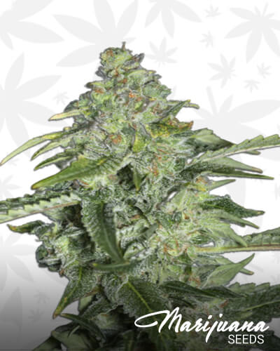 TNT Kush CBD