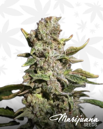 TNT Kush