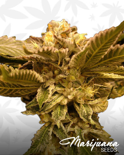 Tahoe Alien Bubblegum