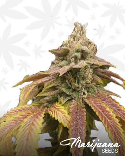 Tahoe Alien F2