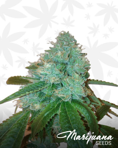 Tahoe Biker OG