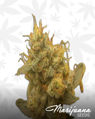 Tahoe Blue Kush
