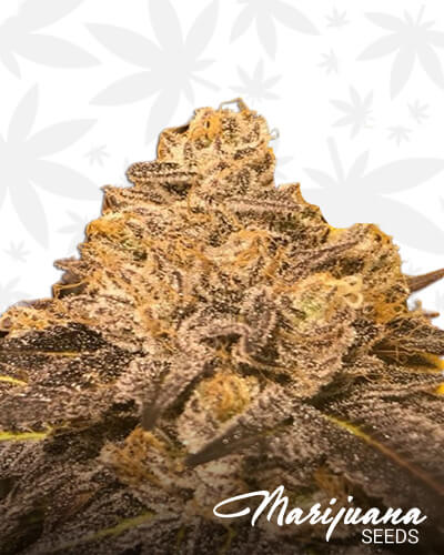Tahoe Dragon Cookies