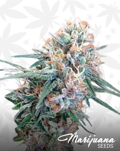 Tahoe Kookie OG min