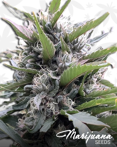 Tahquitz OG