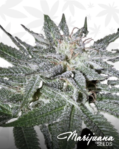Tajikistani Hash Plant min