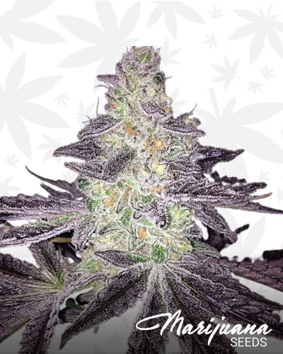 Tang Breath min