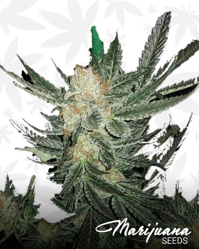 Tangerbean min