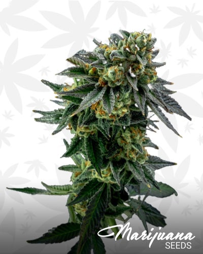 Tangerine Cookies min