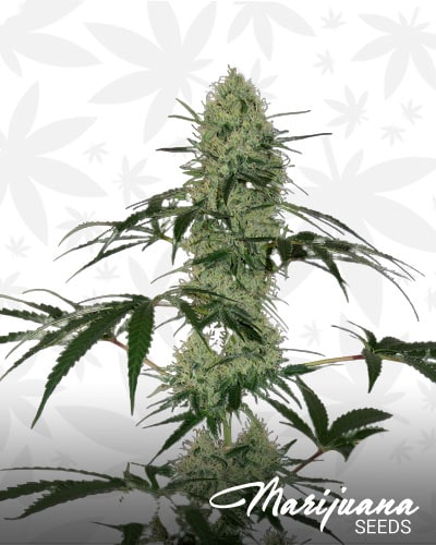 Tangerine Dream Auto min 1