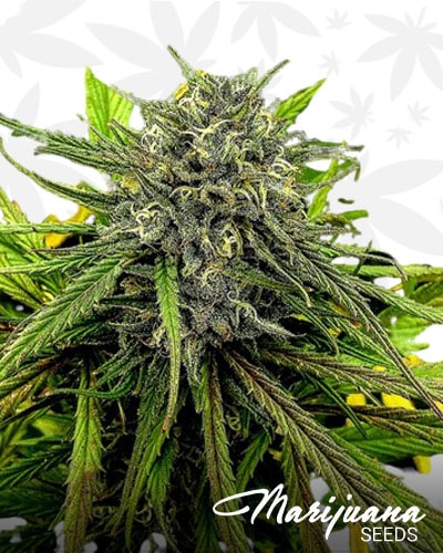Tangerine Jilly Bean min