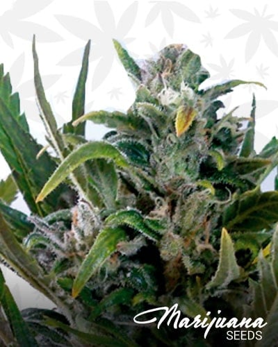 Tangie Auto min