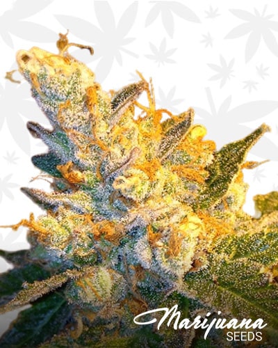 Tangie Cake min