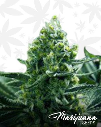 Tangie Goji min