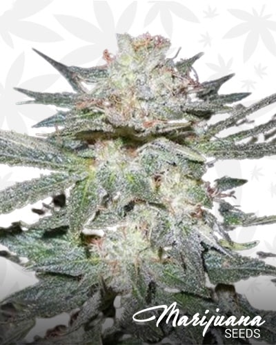 TasteBud OG min