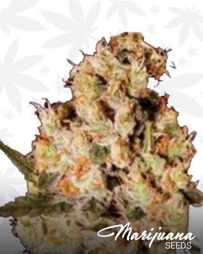 Temple Kush min 1