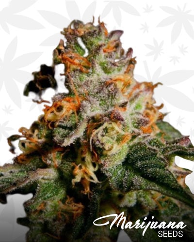 Tennessee Purple Kush min 1