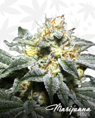 Thai Fire OG min