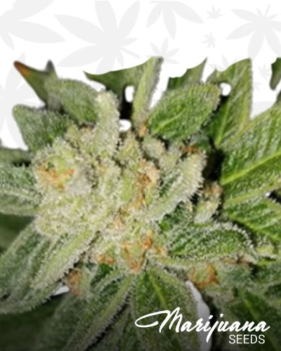 Thai Valley OG min 1