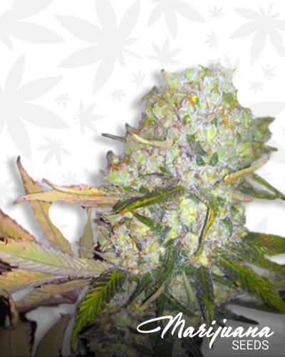 The Blue Guavalien