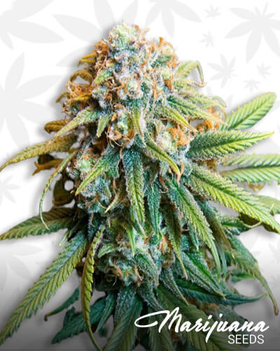 The Bulldog Haze