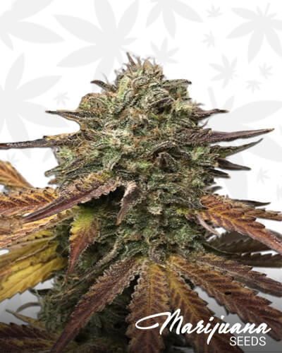 The Citrus Black