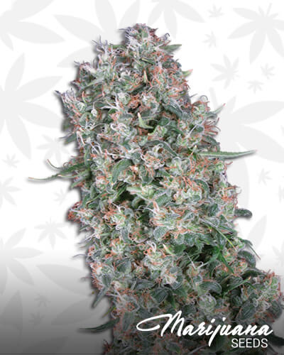 The Dope