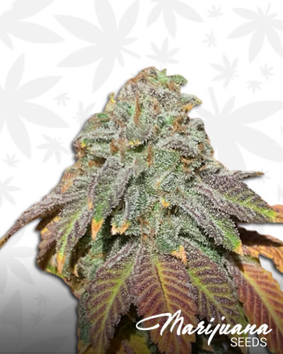 The Dutch Purps