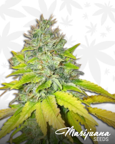 The HulkAka Incredible Hulk OG