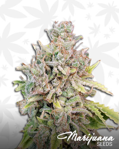 The Purp