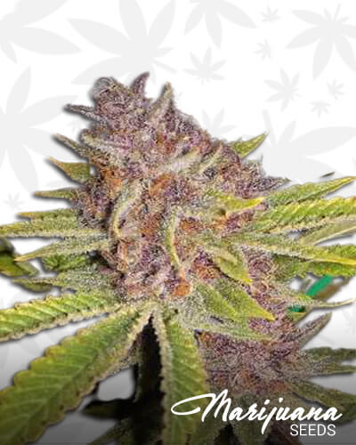 The Purps