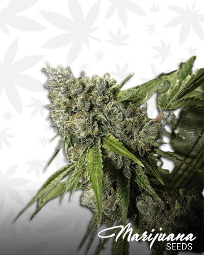 The SOGAAka Sour OG Affie
