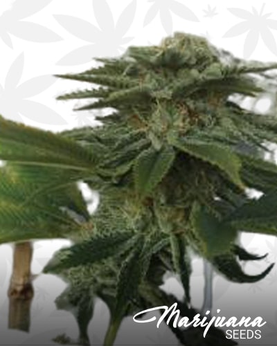 The White x Sour Dubble min