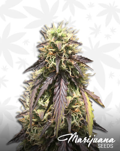 Thin Mint Crack
