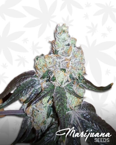 Thin Mint Girl Scout Cookies