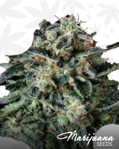 Thunder Haze Auto min