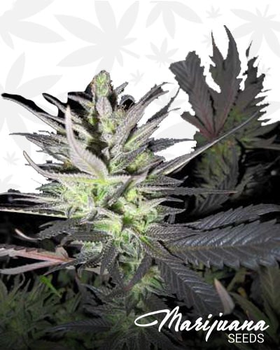 Thunderbud Haze min