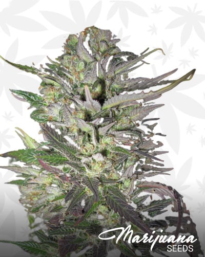 Thunderbud min 3