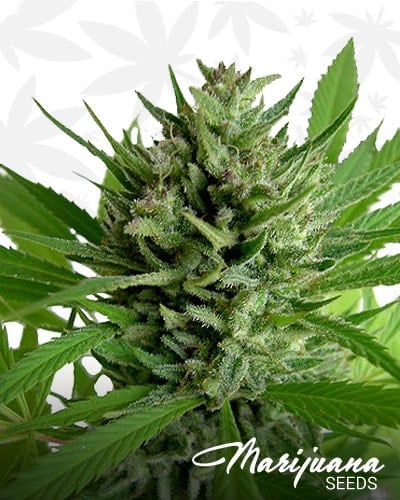 Top Skunk 44 min 1